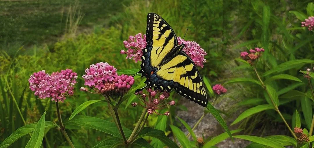Butterfly1.jpg