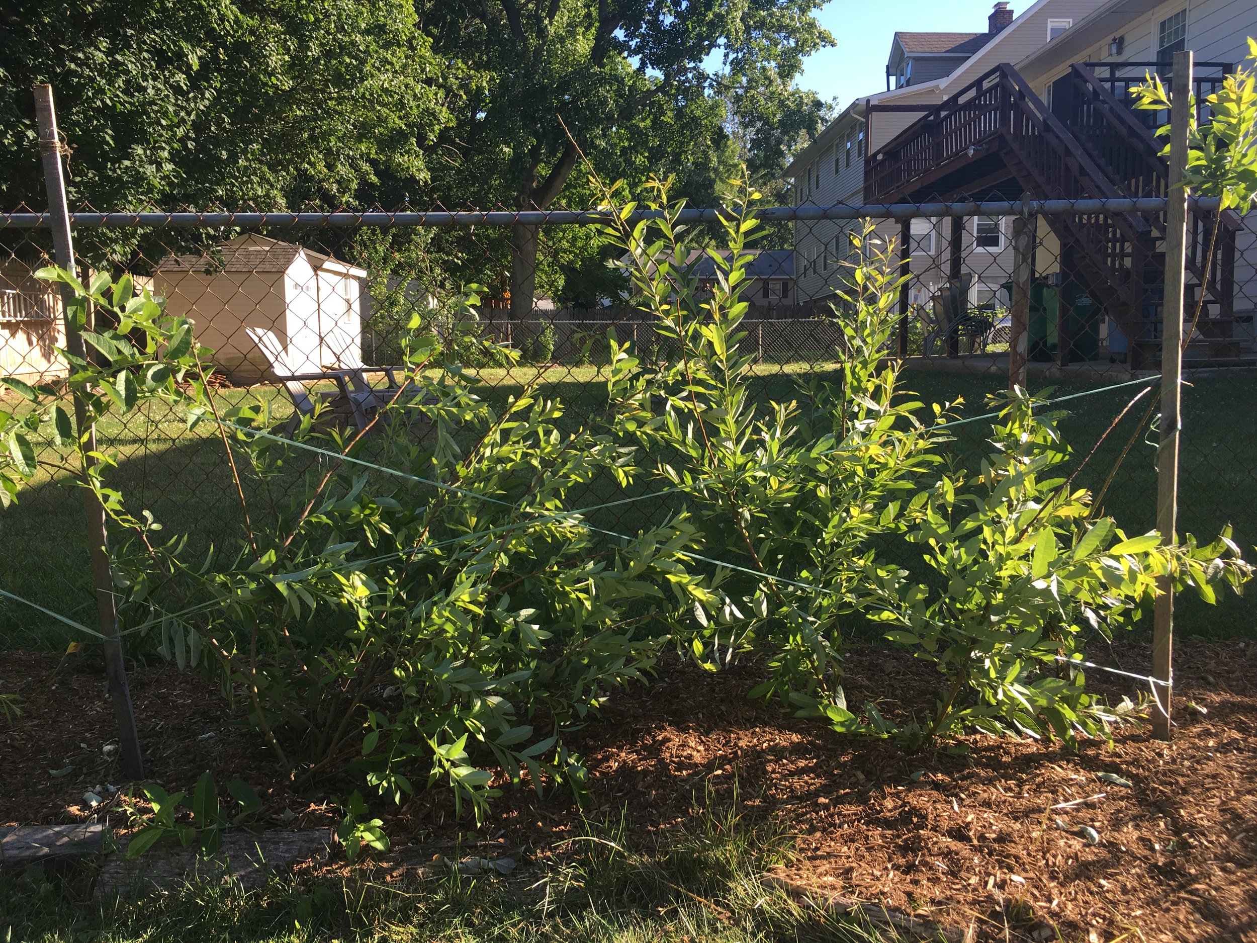 2016- Fall Willow Hedge