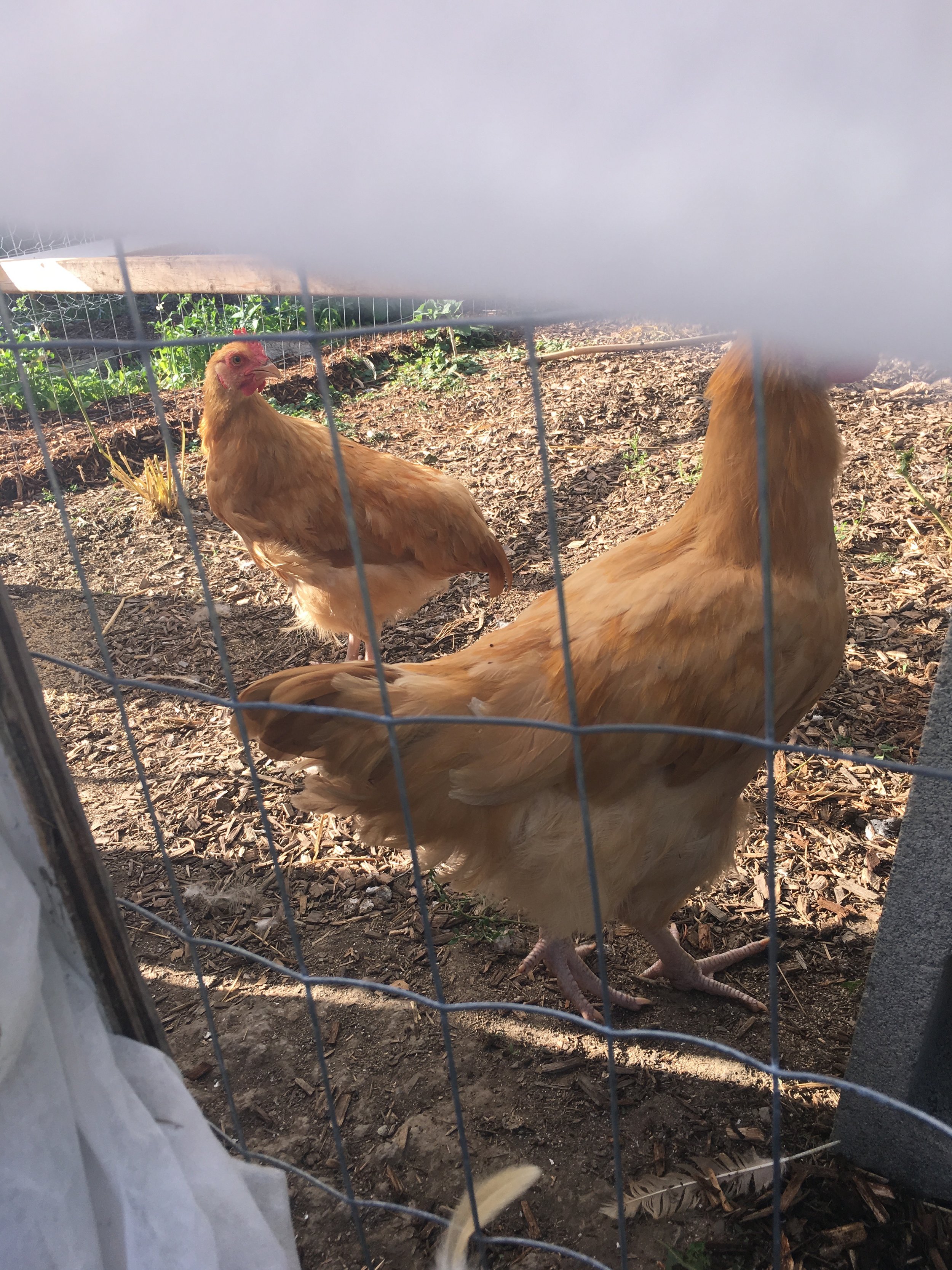 2016 - Our first chickens