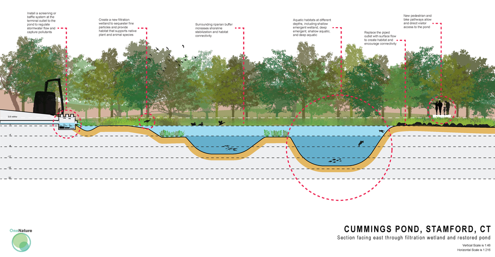 cummings pond section labelled Rv2.png