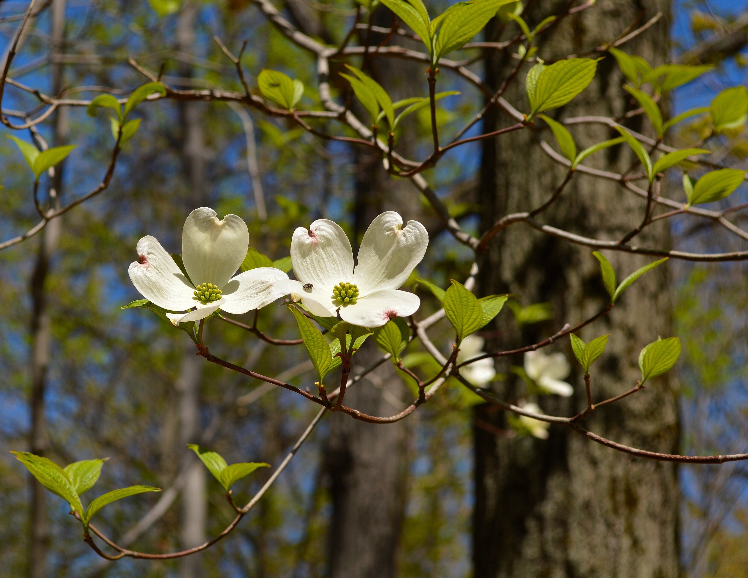 Cornus Florida Flowering Dogwood Onenature