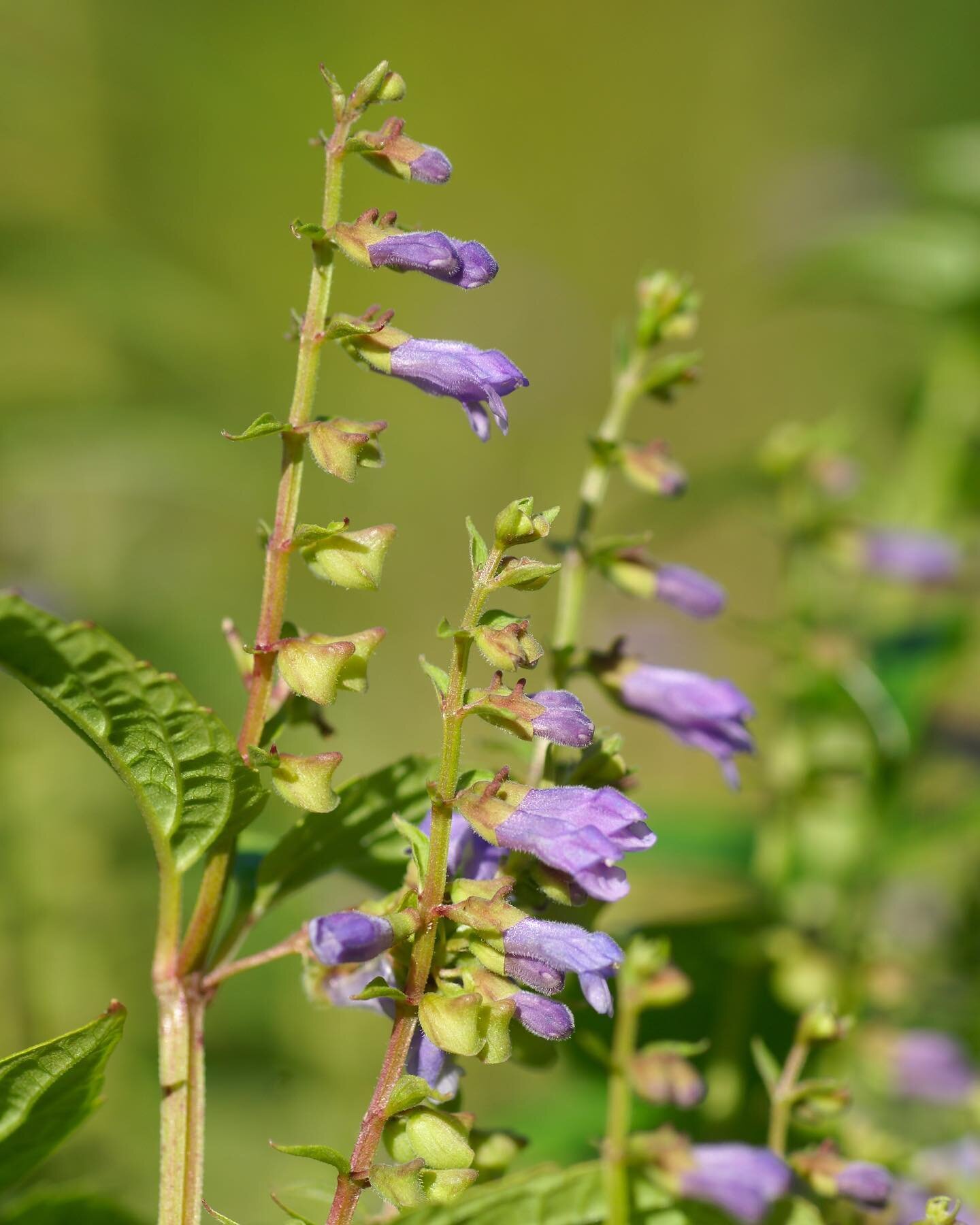 For sale this spring online and at our garden center: Skullcap is a low growing herbaceous native perennial in the mint family. Like other members of the mint family, skullcap is square-stemmed and has opposite leaves, though it doesn't have aromatic