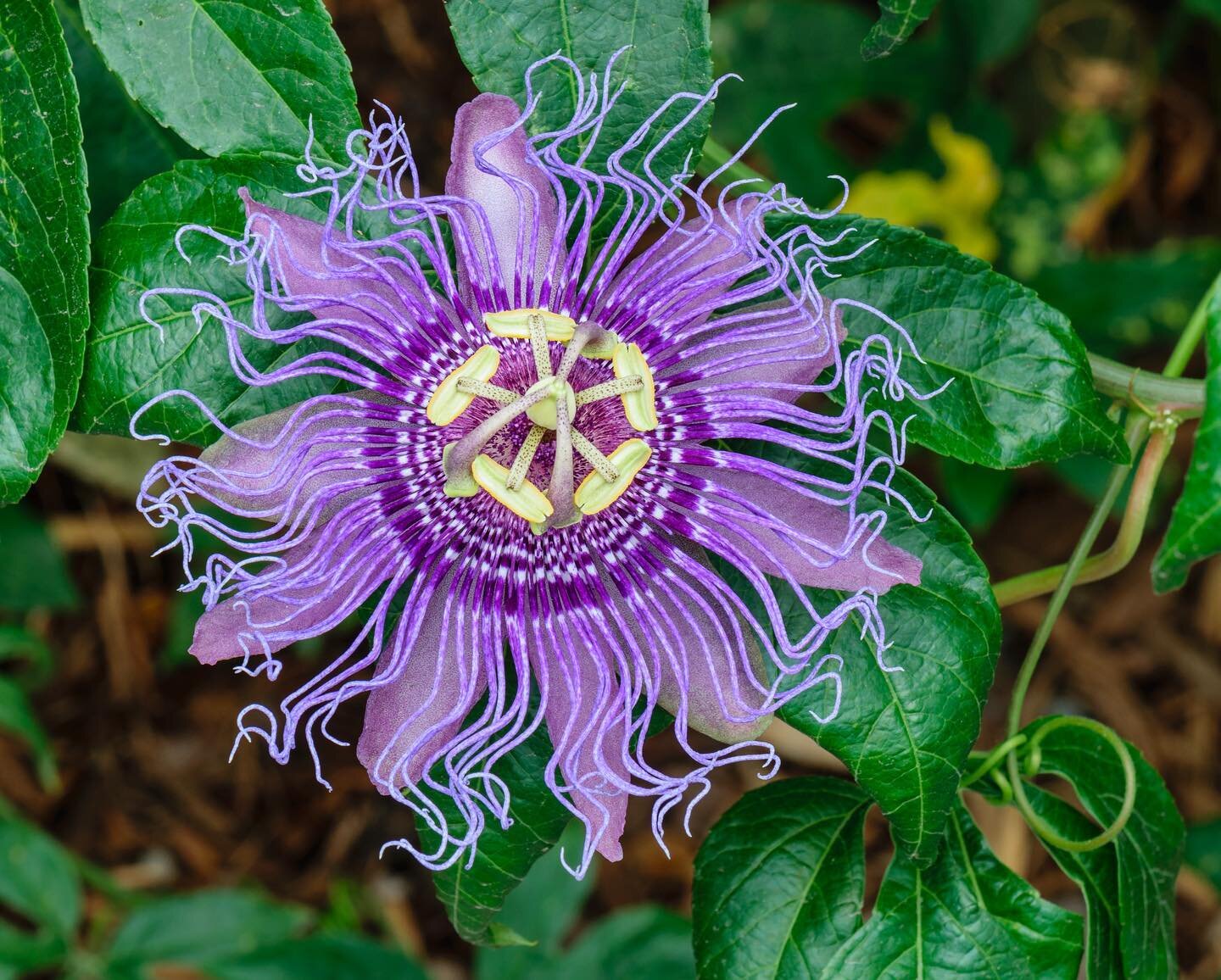 Coming this spring to our collection of medicinal plants for sale at the nursery: Passionflower!! This incredible climbing vine has one of the most striking flowers- almost insect-like in its display of delicate purple petals and filaments. Once spen