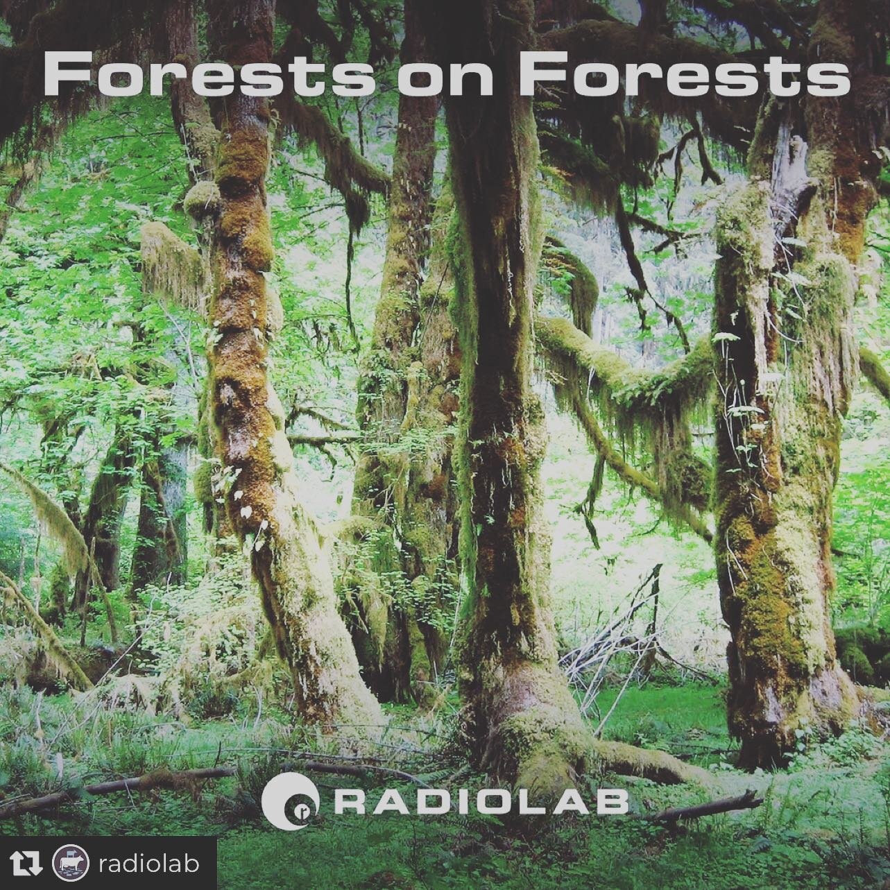 Repost from @radiolab
&bull;
Those crazy root and fungal networks that run through the forests of the world? They&rsquo;re in the treetops too.

Click the link in bio to hear &quot;Forests on Forests.&quot;