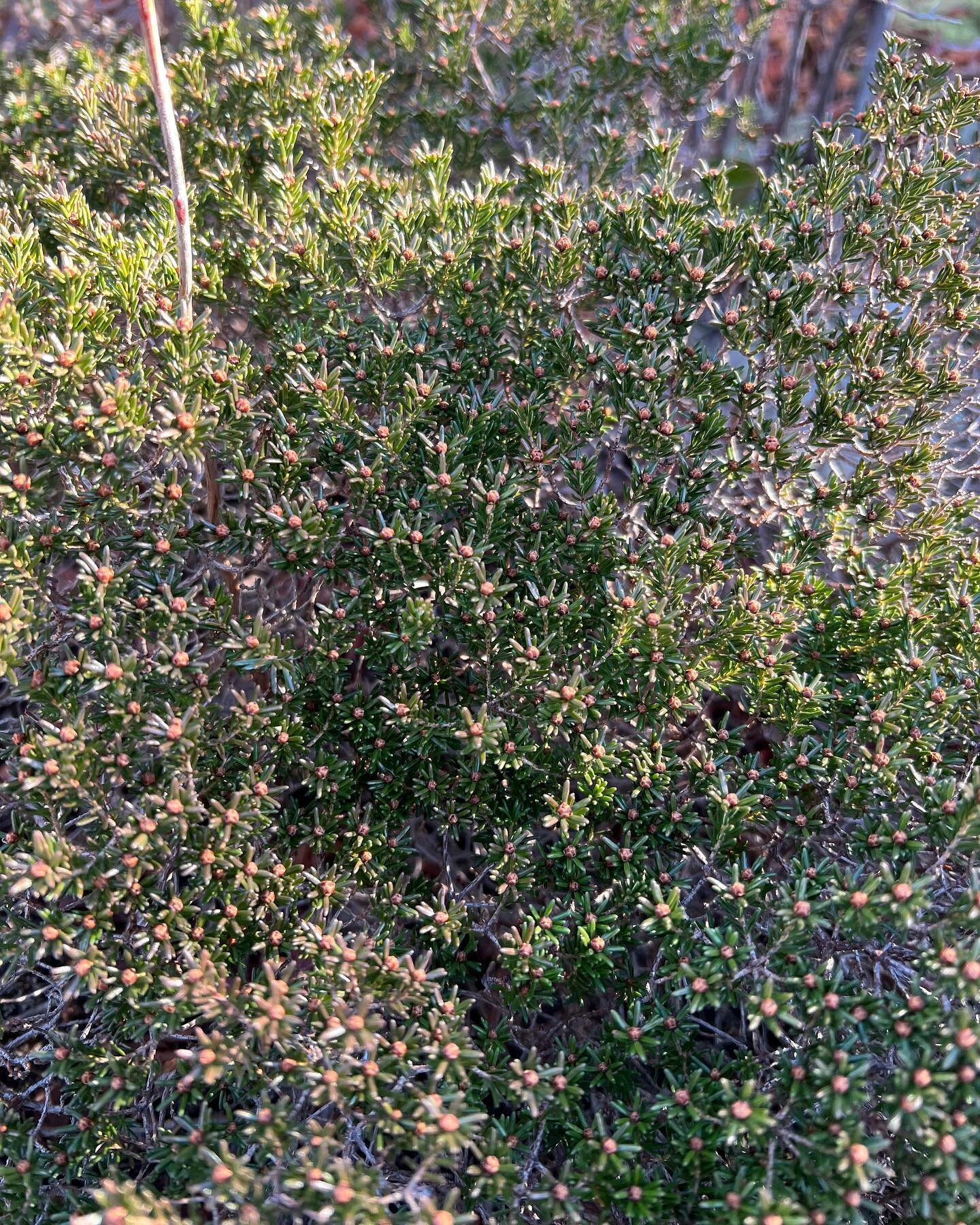 Did you know that there's a population of Broom crowberry (Corema conradii) on Gertrude's Nose near Lake Minnewaska? A very rare, low growing evergreen species, this is the only known population outside of the coastal plain, and the only known popula