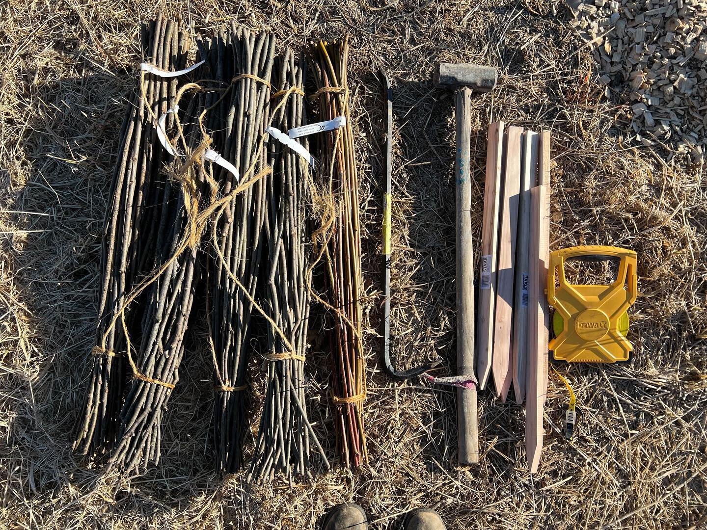 We added five more species of native willow #salix species to our #orangecountyny plant nursery today. Did you know that most willows can be grown from hardwood cuttings during their dormant season? Just snip off a branch, bury in the ground, and as 