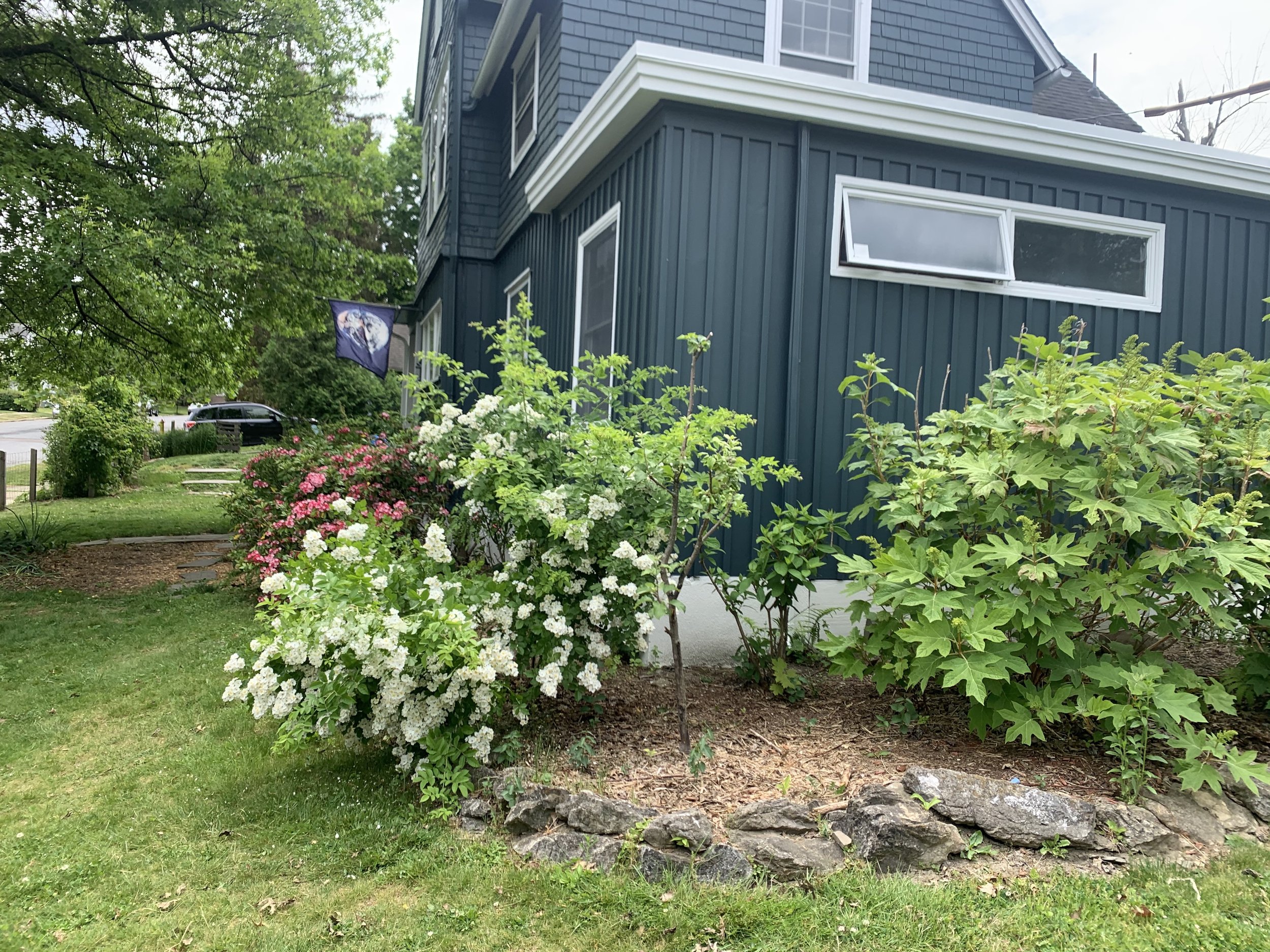 Summer 2021 native shrub growth