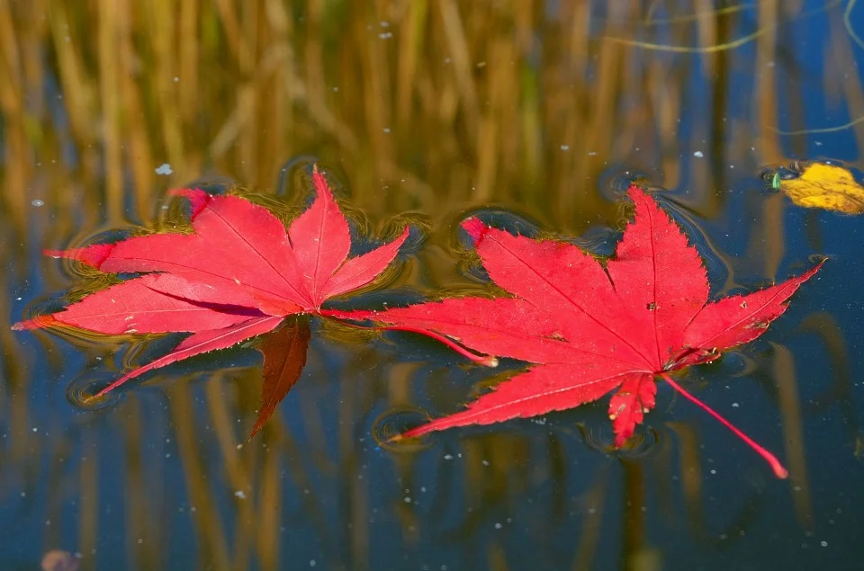 fall-leaves-1025114_960_720.jpg
