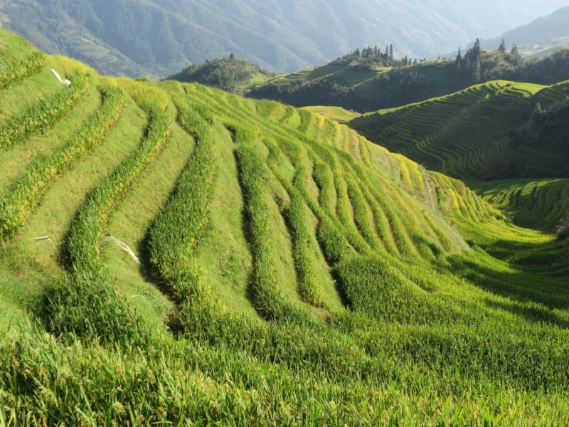 Rice fields from our 2015 trip to China. Earth contains water and provides the fertile soil where nourishment can be cultivated.