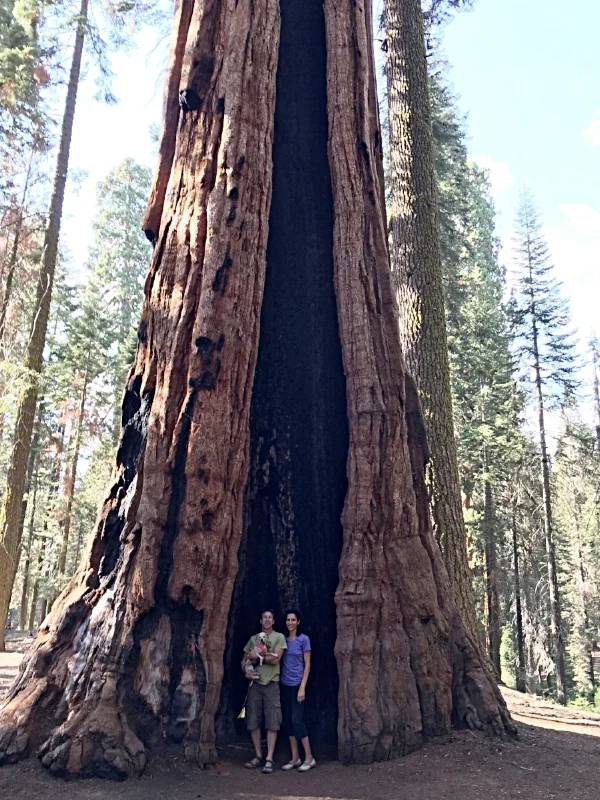 Many of the Sequoia trees we saw during our visit to Sequoia National Park wore wounds from past fires they'd survived. The bark on these trees is an effective fire retardant and the scars left on these incredible trees following a forest fire slowly heal over time.