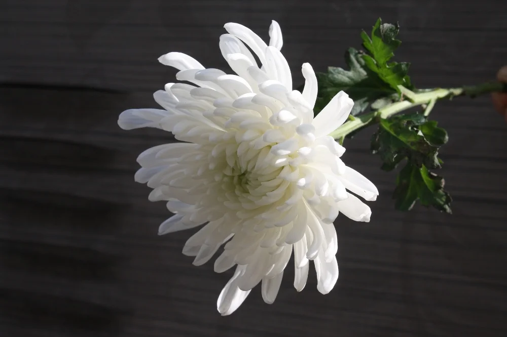 Dealing with grief weakens your Qi, which then demands that you slow down and turn inward to process the depths of your emotional state.