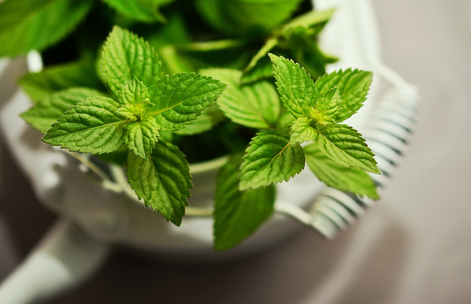 Peppermint is one of the most popular herbs used to make tea.