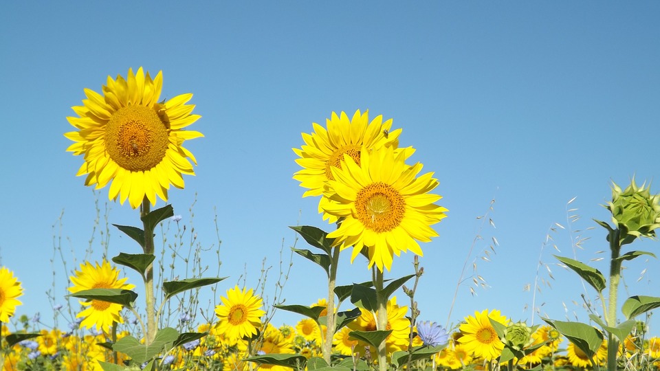 6 Tips to Have Your Healthiest Summer Yet