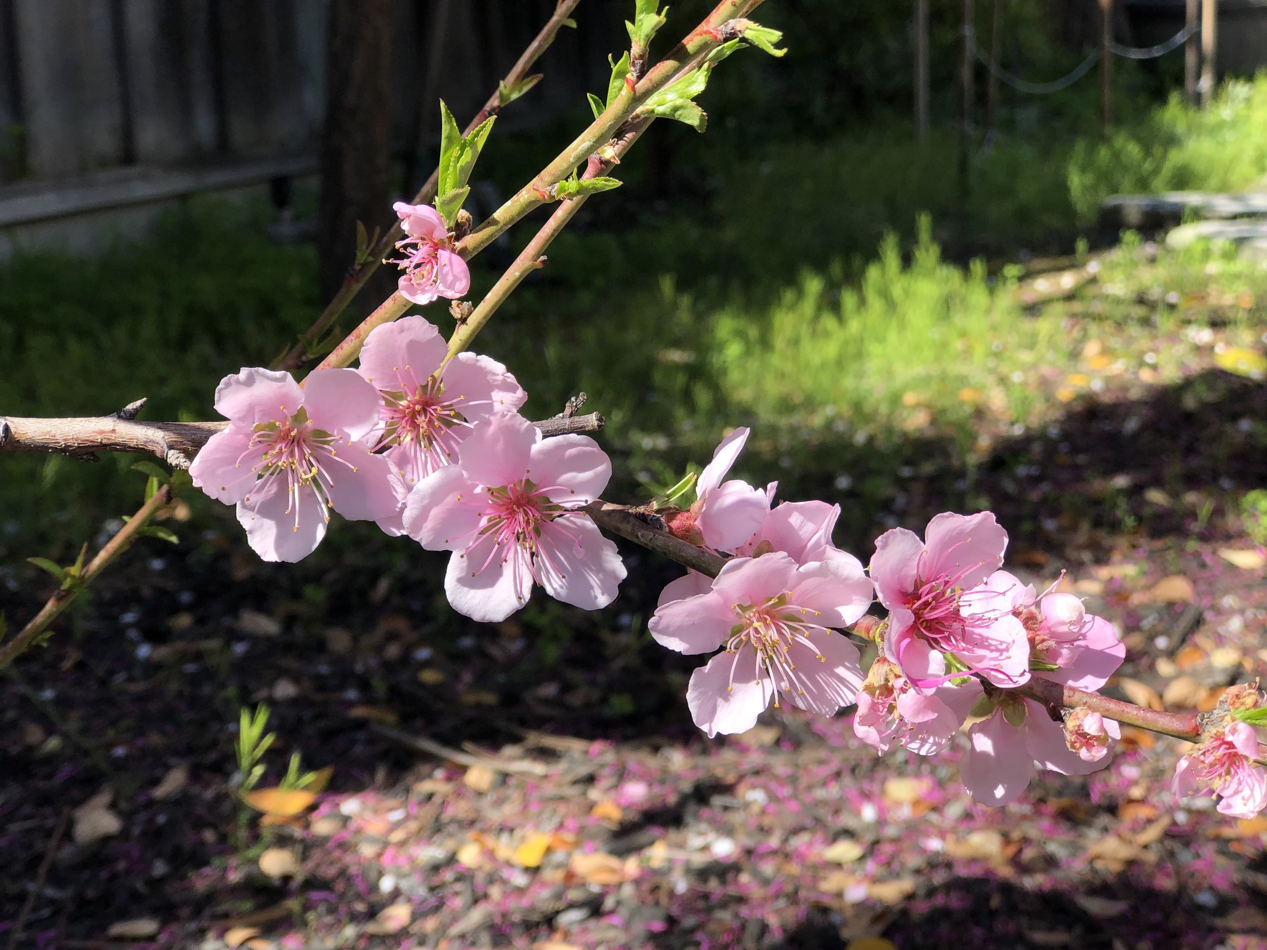 The Yang energy of springtime brings rebirth and renewal to support you to fulfill your dreams so you can blossom.
