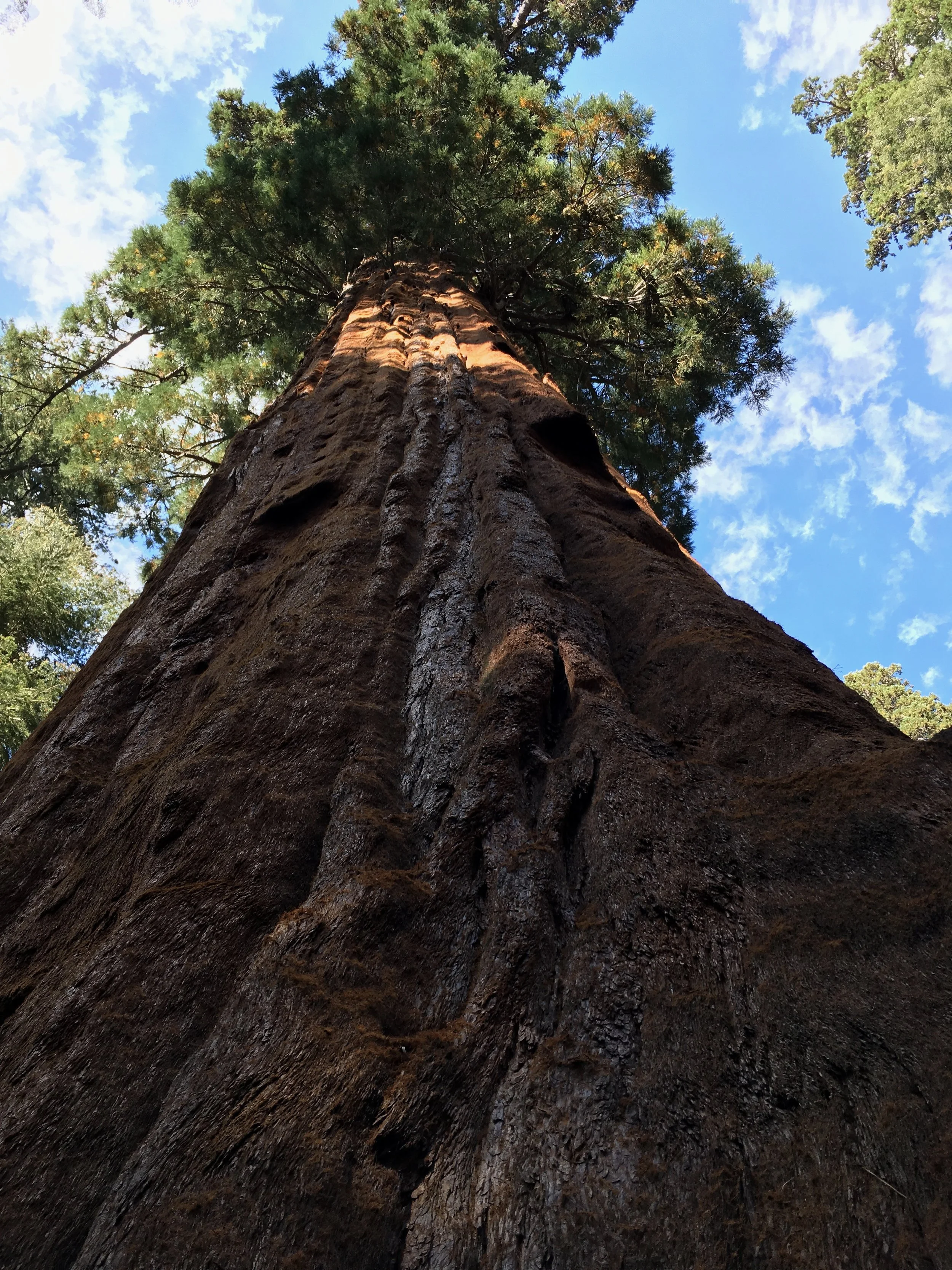 The Upside to Feeling Down: The Wood Element &amp; Depression (Part 4)