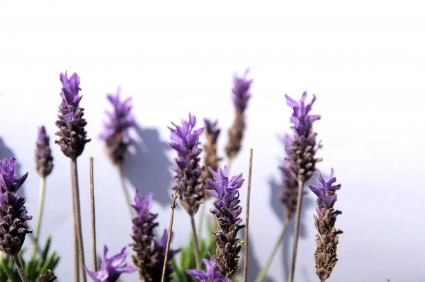 (Episode 39) Plant Parts Unknown: The Therapeutics of Essential Oils