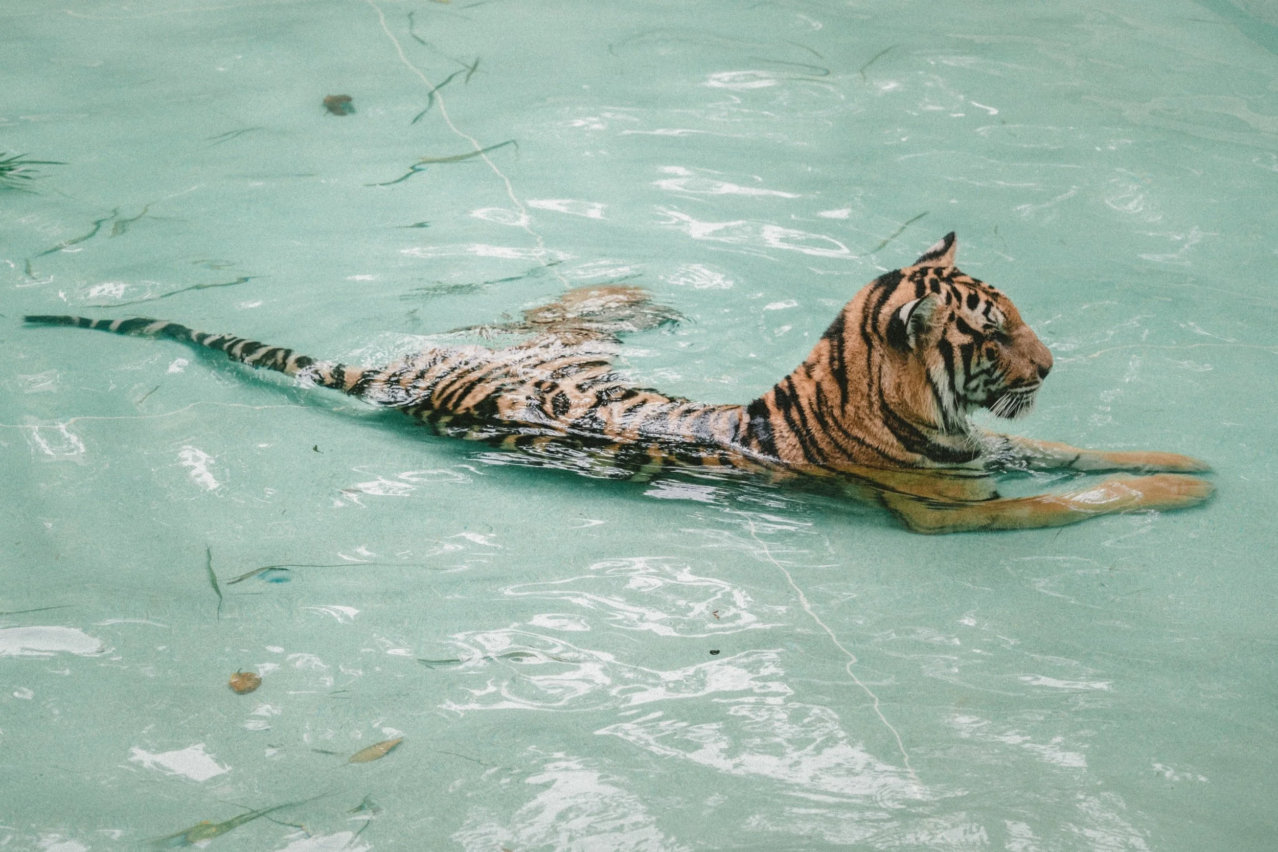(Episode 40) How to Have Harmony with the Year of the Water Tiger