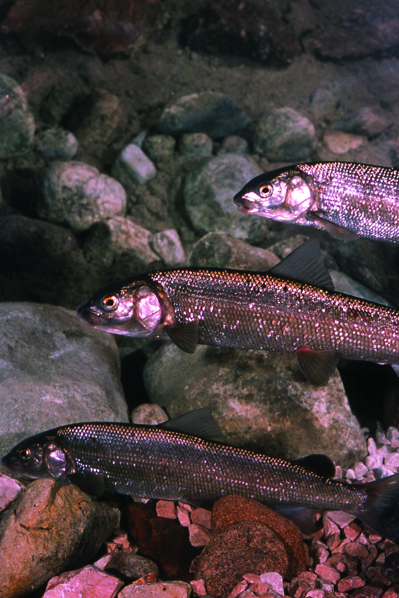 Mountain Whitefish - Photo: National Park Service