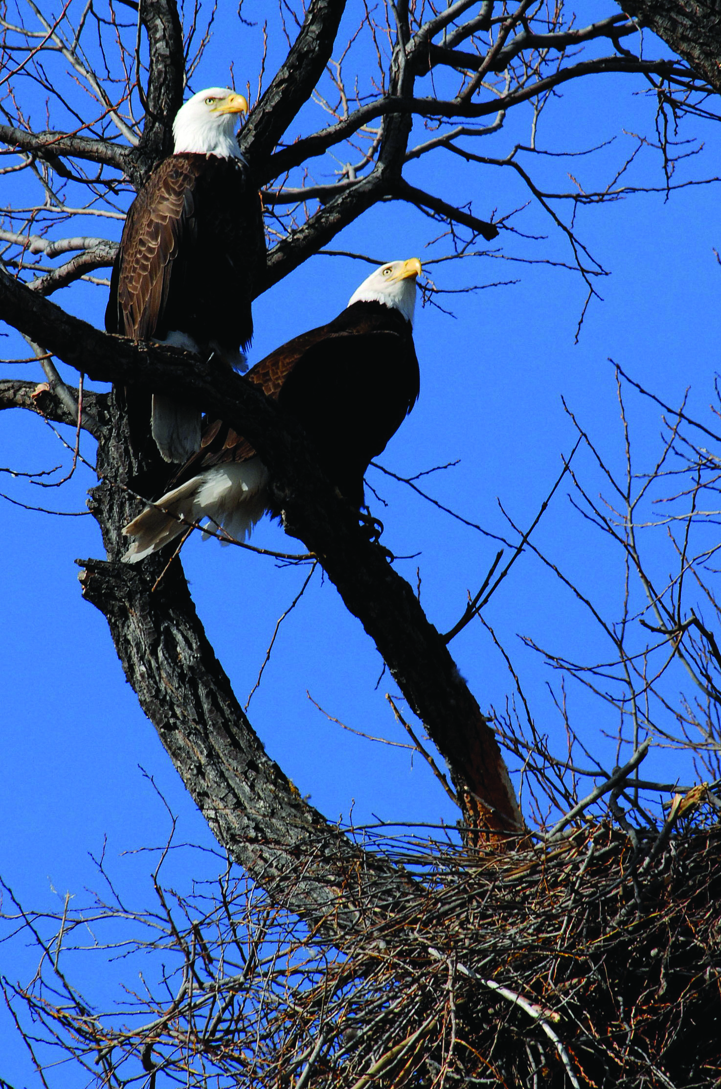 Bald Eagle - Photo: USFWS