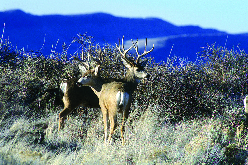 Mule Deer - Photo: USFWS