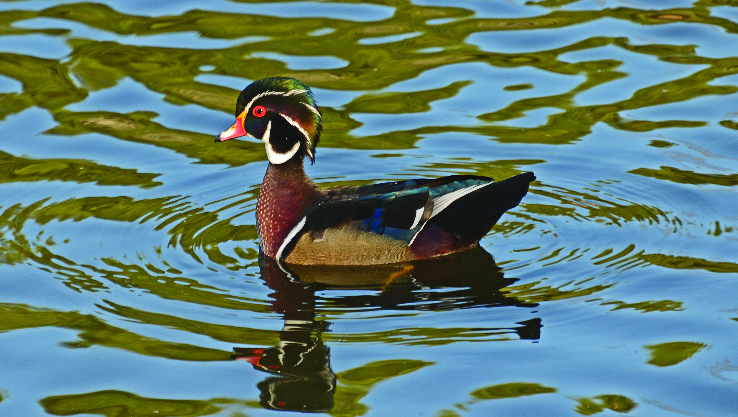 Wood Duck - Photo: Valls55