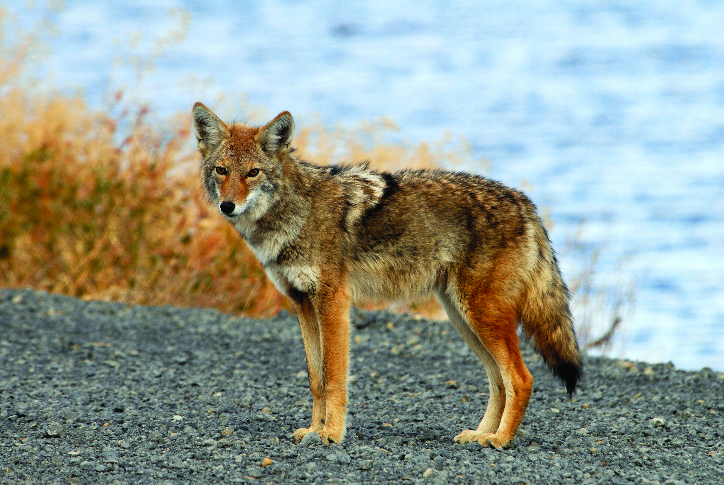 Coyote - Photo: USFWS