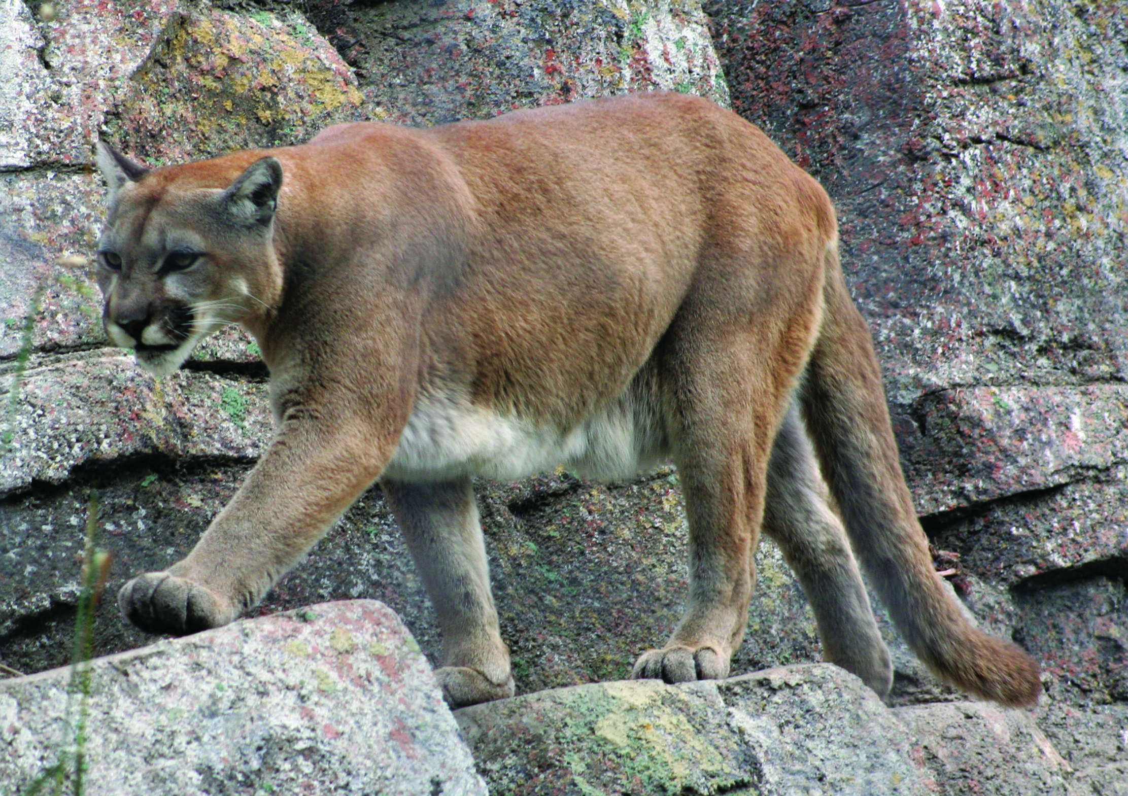 Mountain Lion - Photo: Tony Hisgett