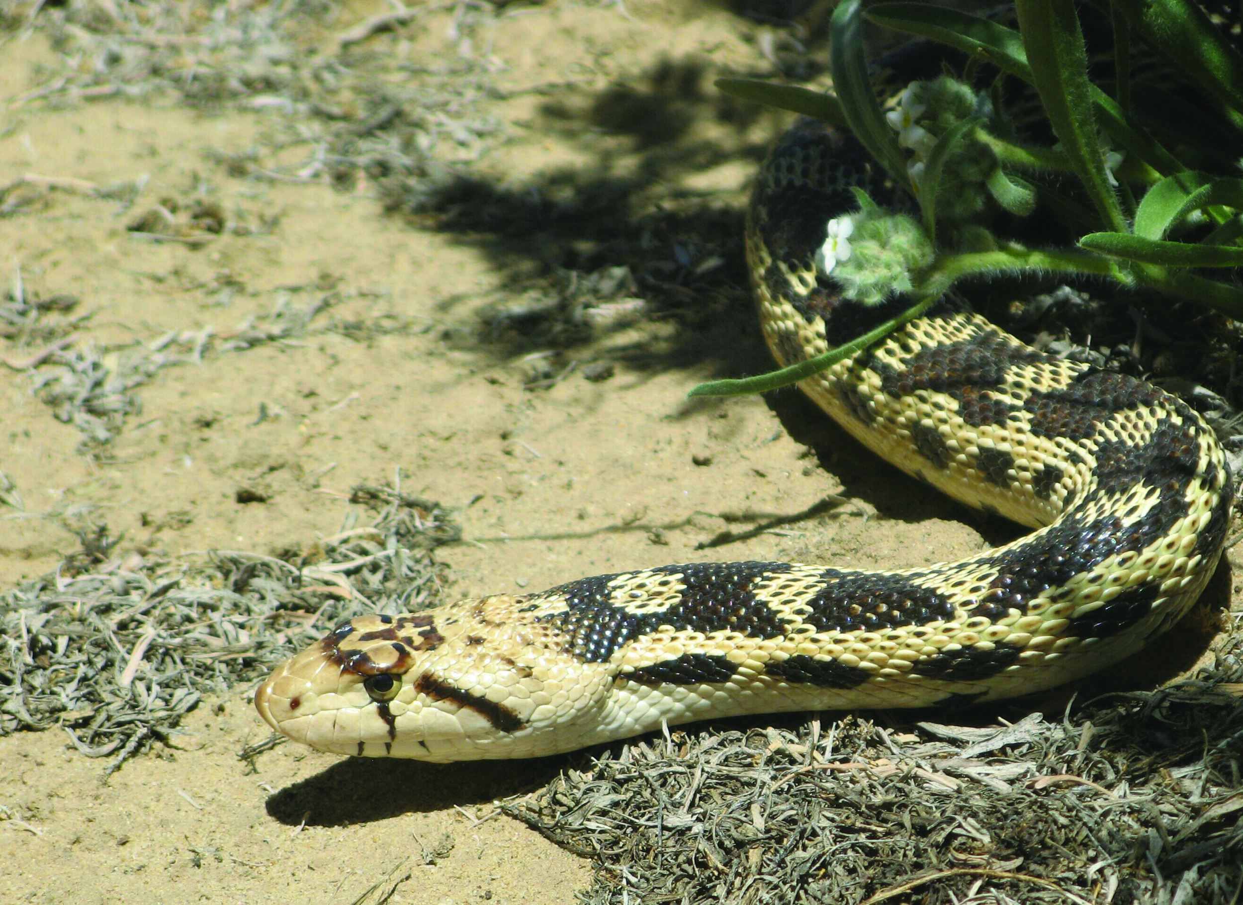 Great Basin Gopher Snake - Photo: Mostly Deserts