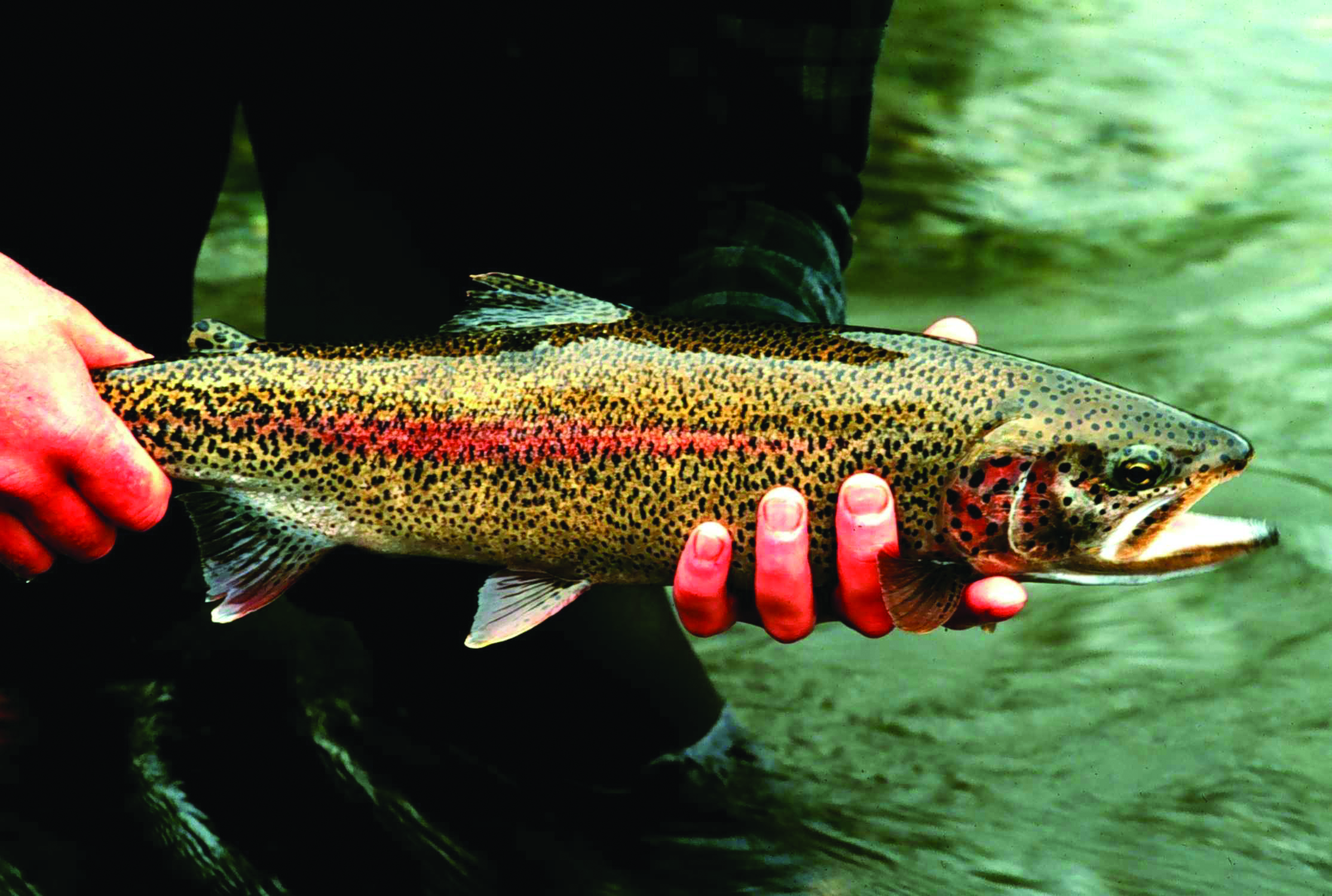 Rainbow Trout - Photo: Lisac Mark, USFWS