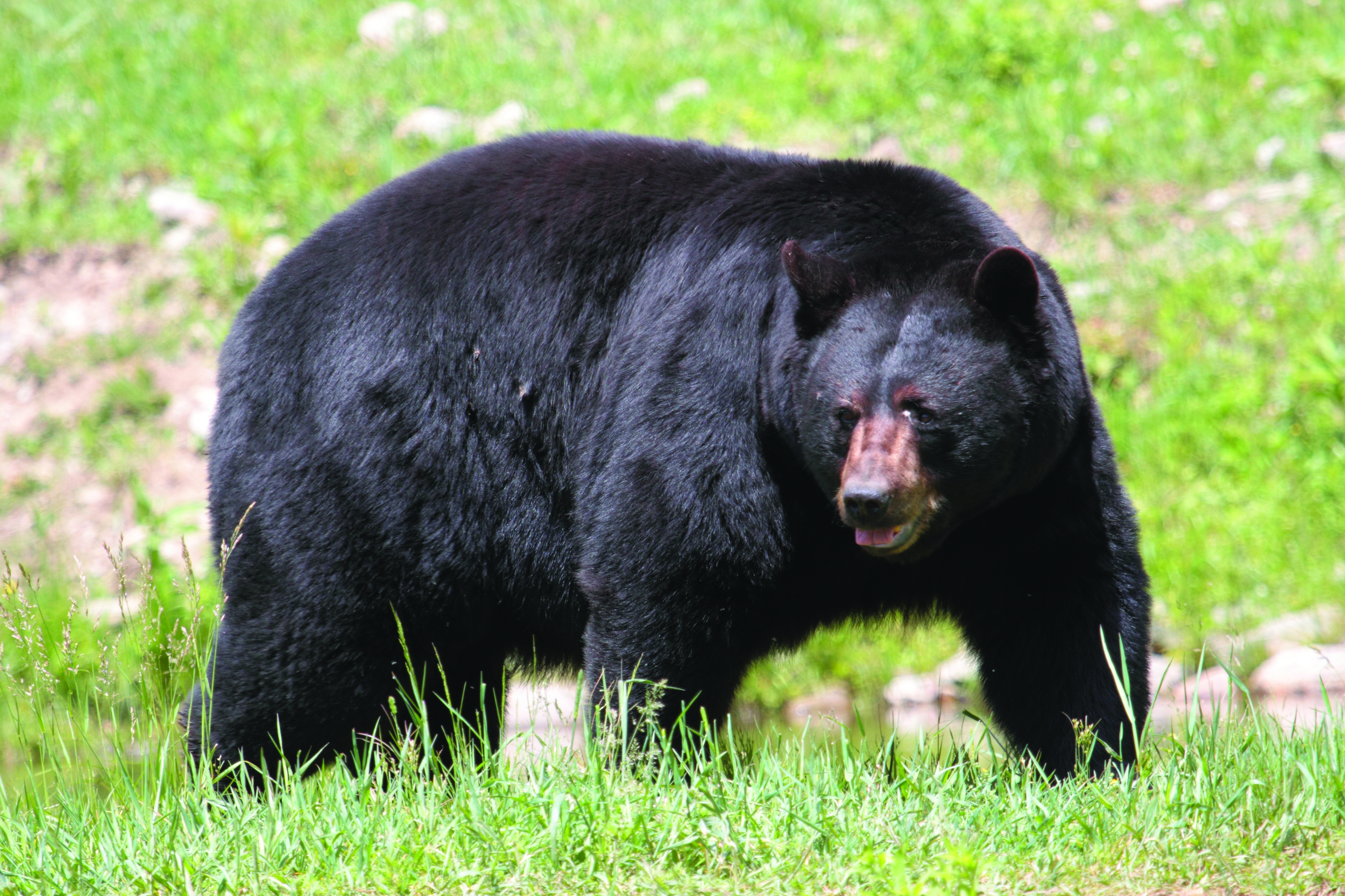 Black Bear - Photo: Cephas