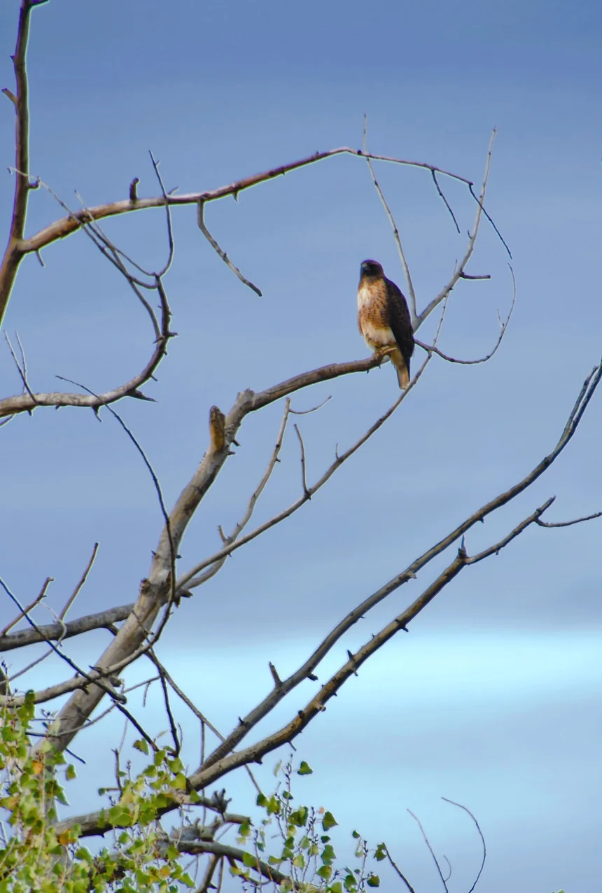 Red-taild Hawk - Photo: WBC