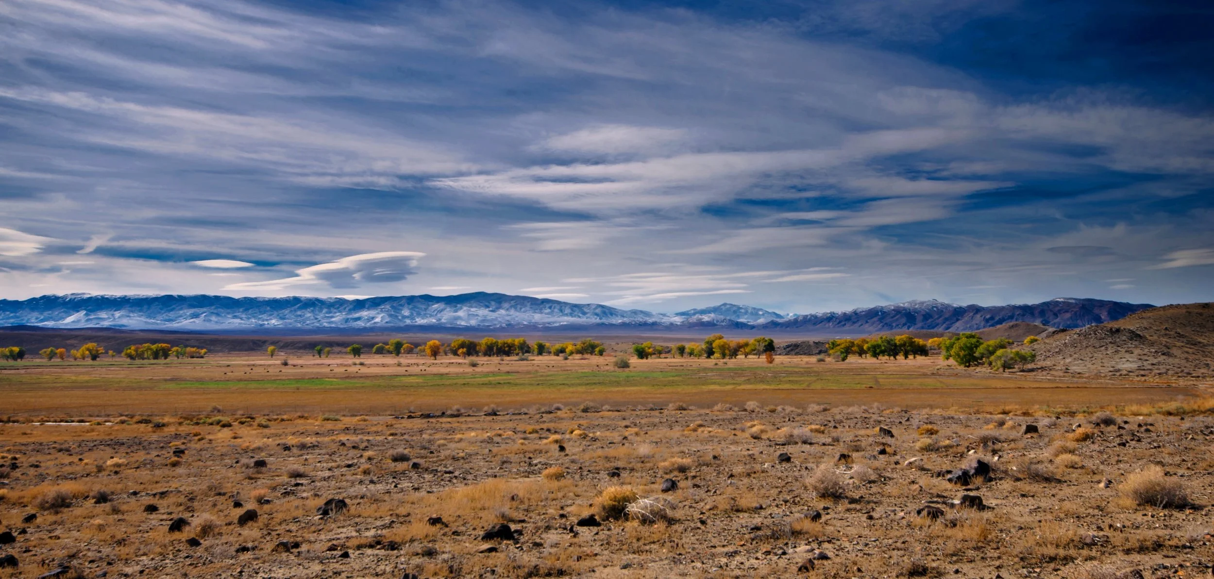 Pitchfork_cattlegrazing_in_distance_J.Shedd.jpg