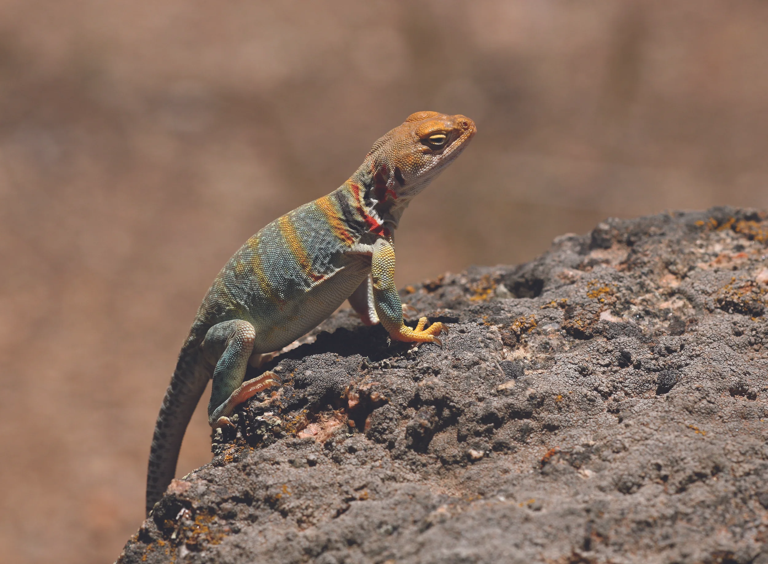 Collared_Lizard_3.jpg
