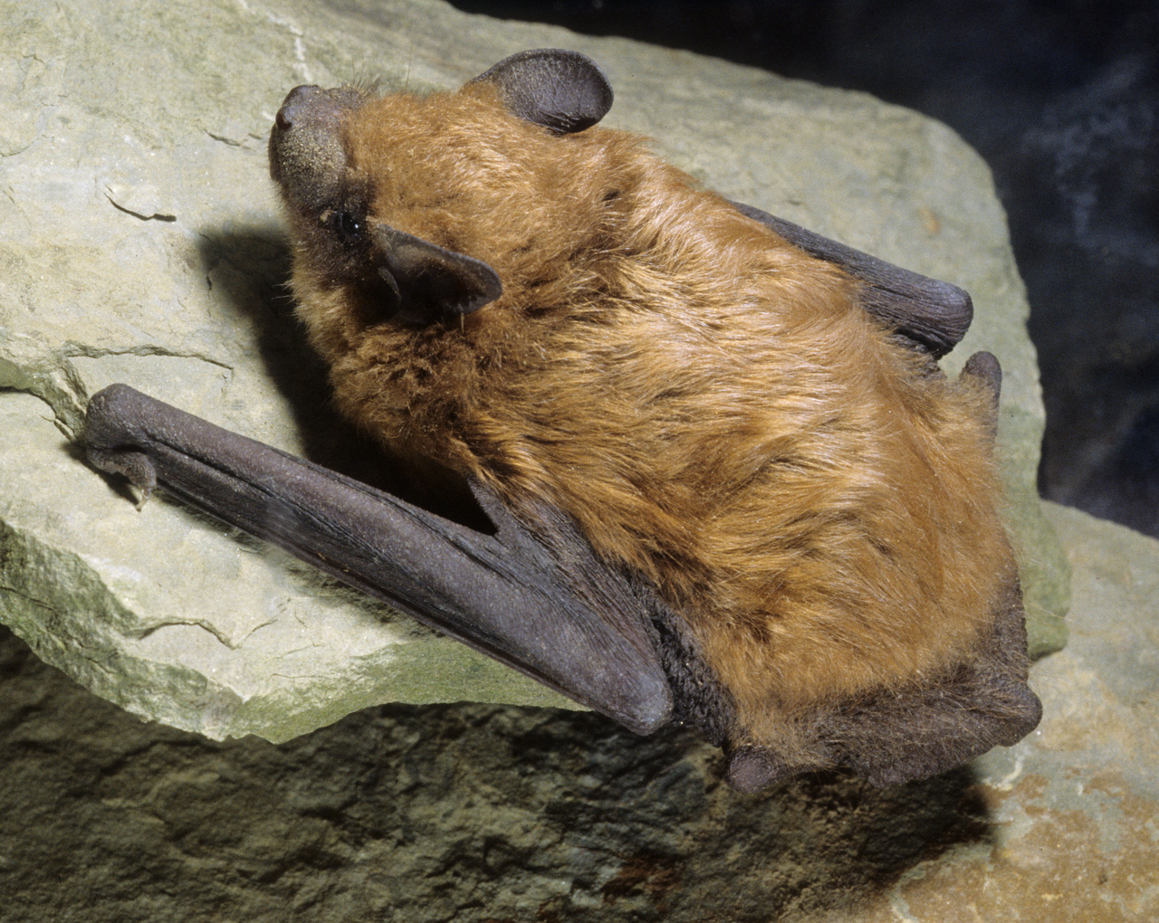 Big_brown_bat_crawl.png