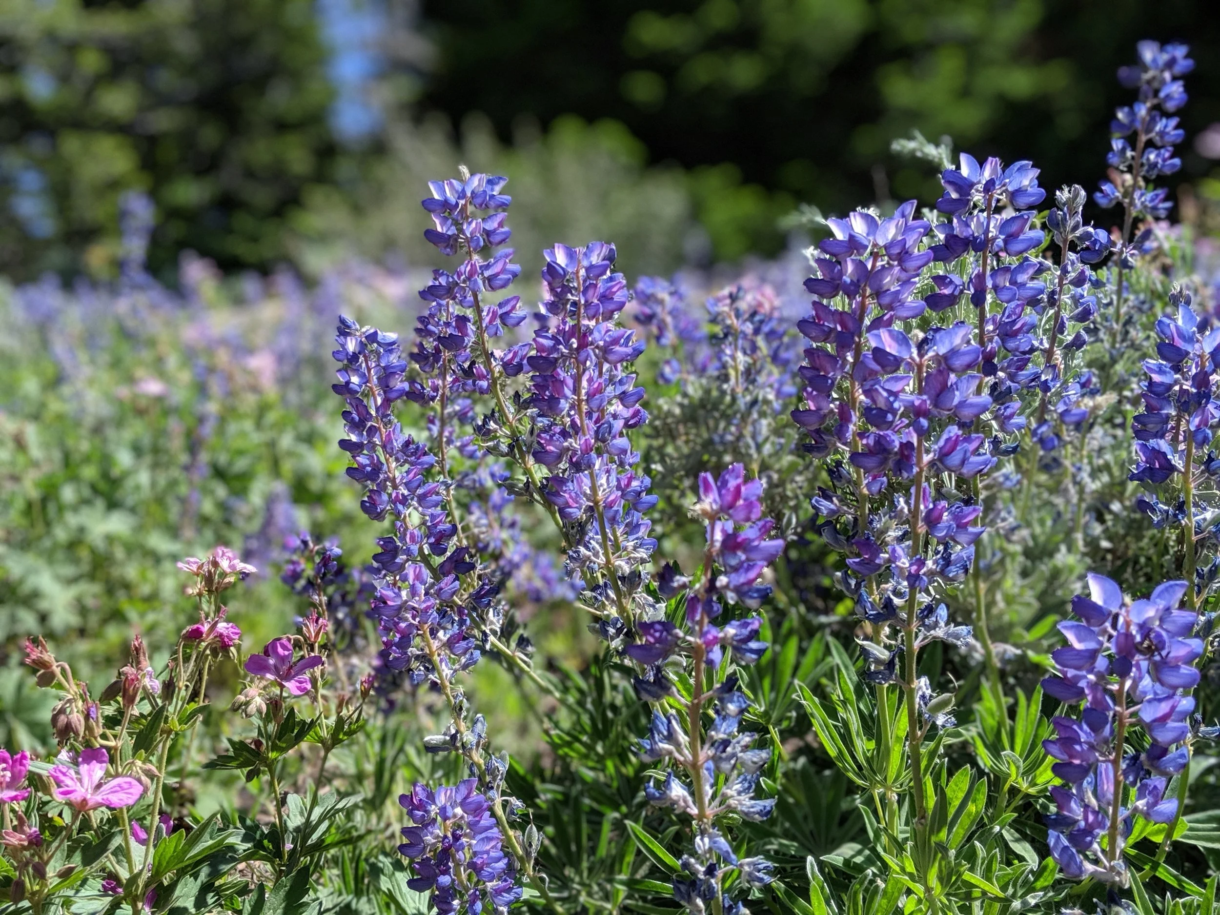 Flower_Cover.jpg