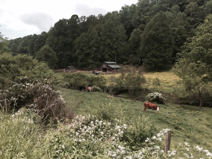 A farm with cows on the road walk.