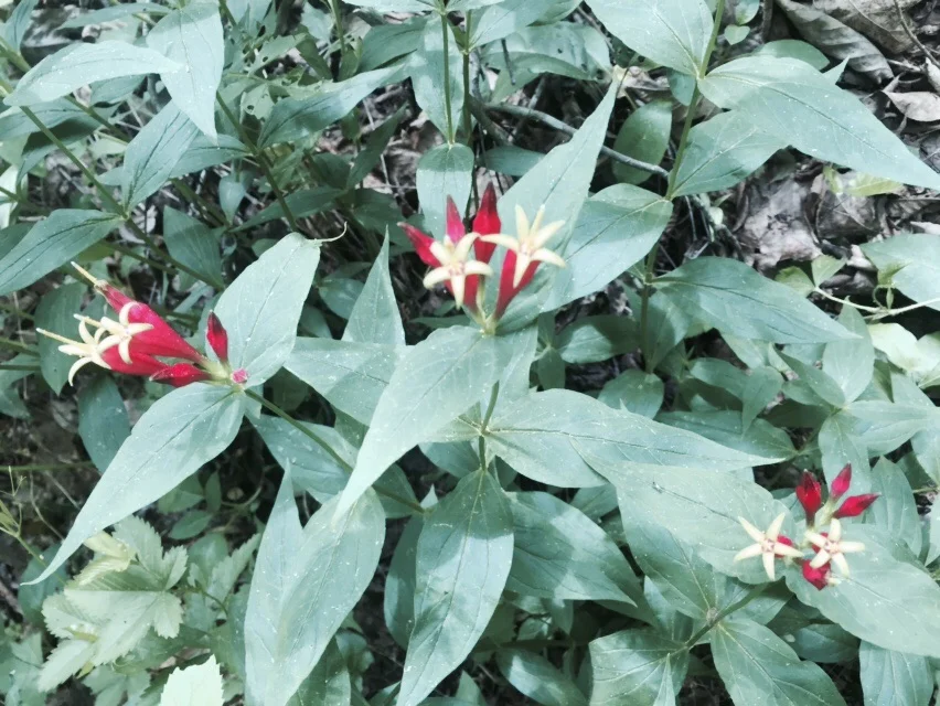 These pretty flowers are called Indian Pink