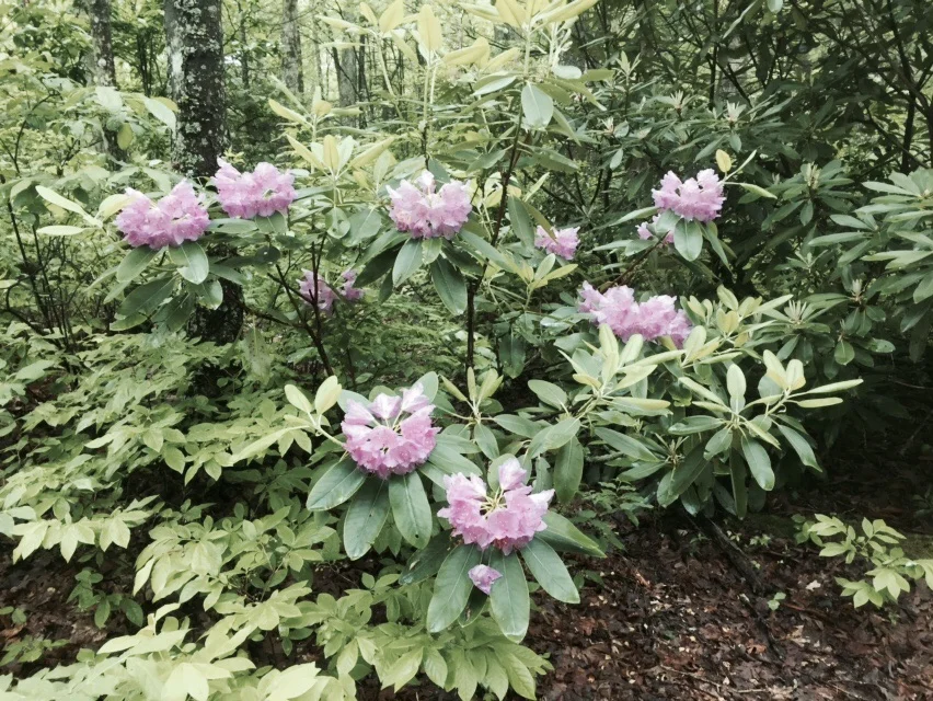 We finally saw rhododendron blooming today!