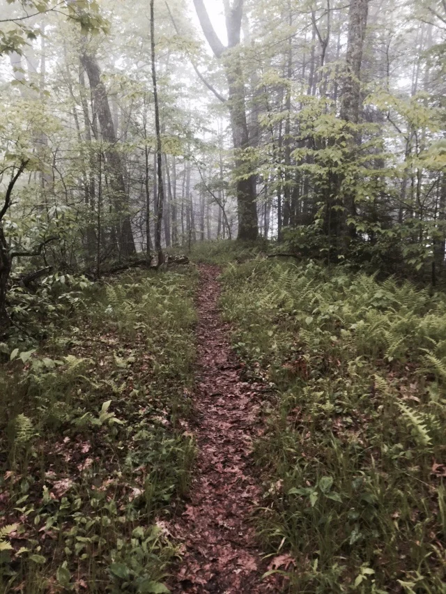 Walking a verdant path through the high clouds in the Smokies