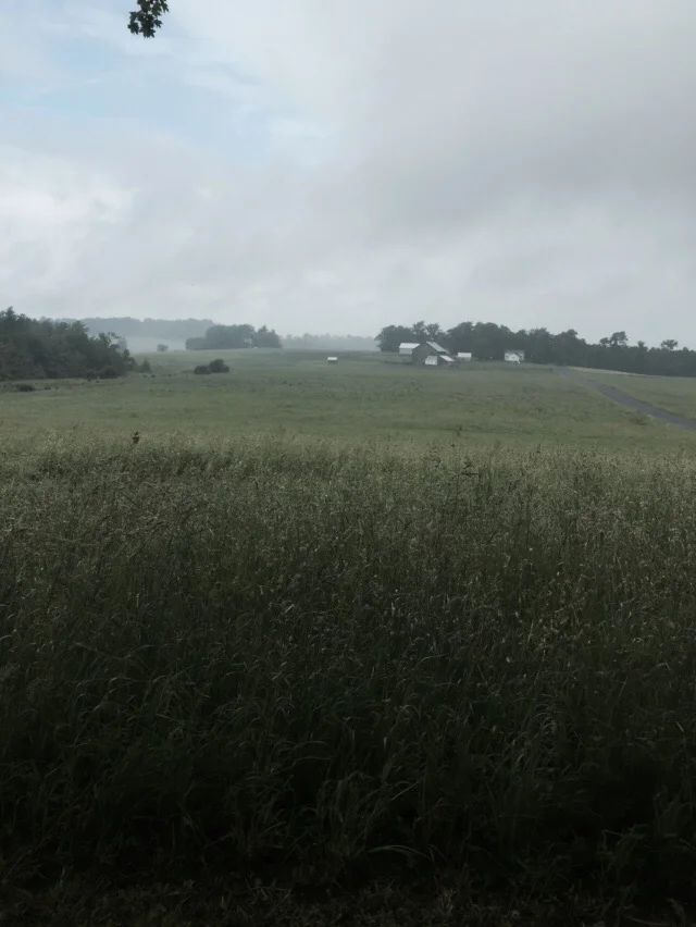 A misty day in the fields