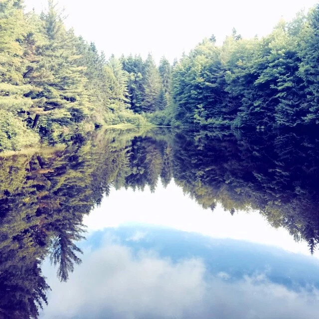 A placid pond in Pharasalia Wildlife Management Area