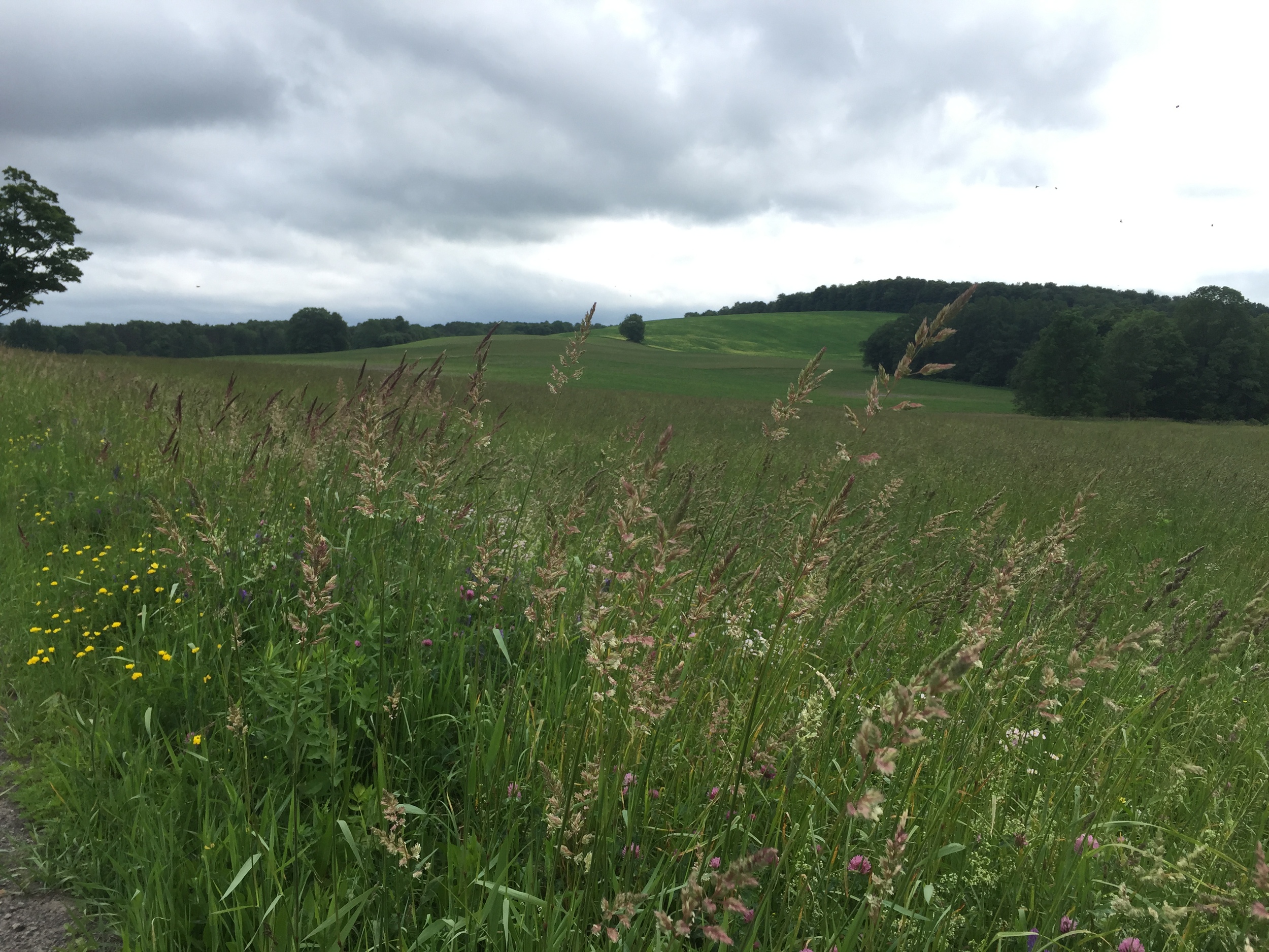 The beautiful rolling hills at the top of Cuyler Hill Road and Stony Brook Road. 