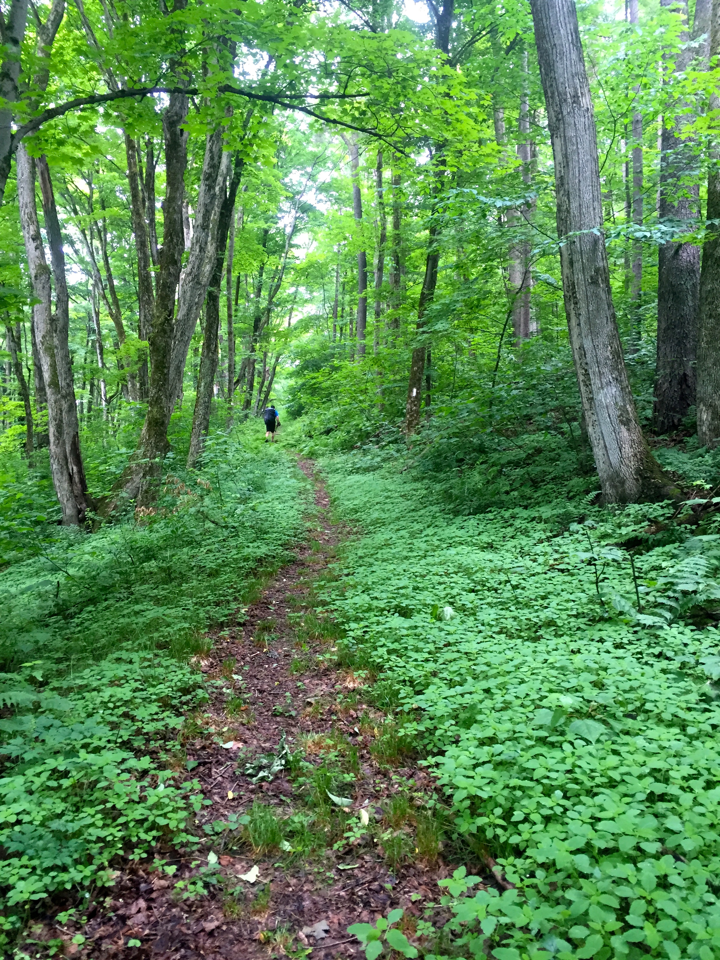 Some dry-ish portions of trail today... it sure is pretty when everything is so green!