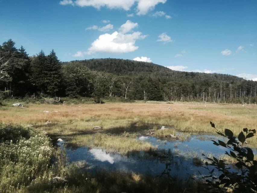 Roaring Branch Pond