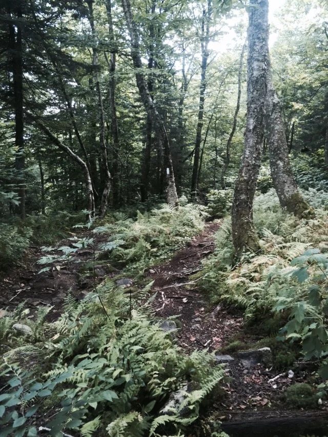 A blaze in the middle of the trail, surrounded by ferns.