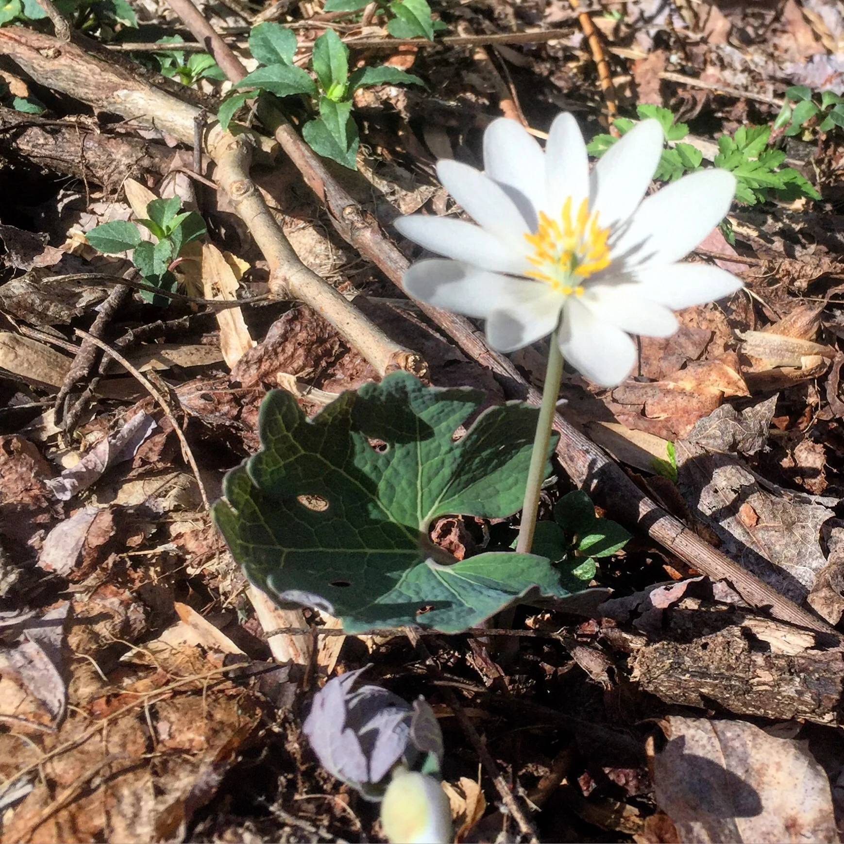The beauty is called Bloodroot - the sap that runs from the stem is red.