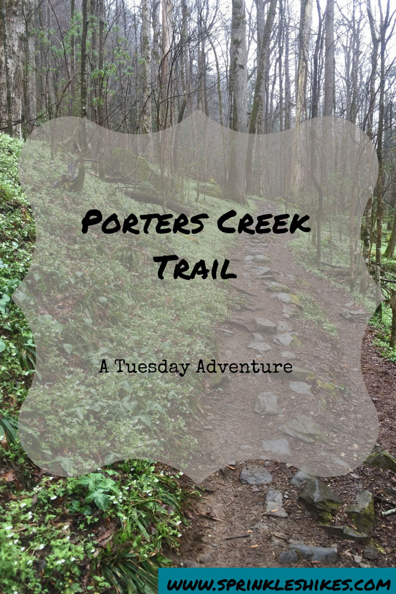 Porters Creek Trail to Campsite 31 A Tuesday Adventure — Sprinkles Hikes