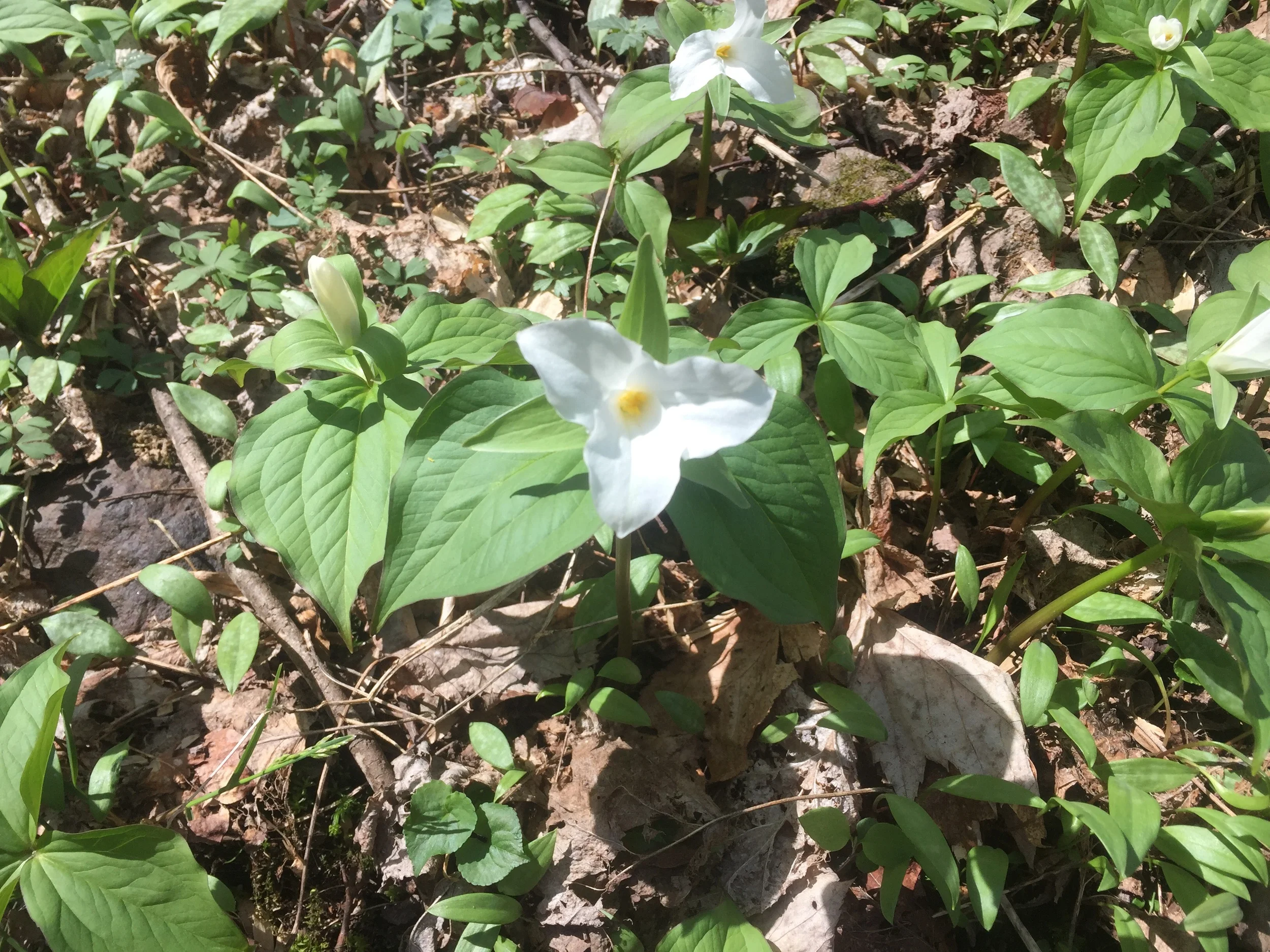 Some white trillium along the trail.