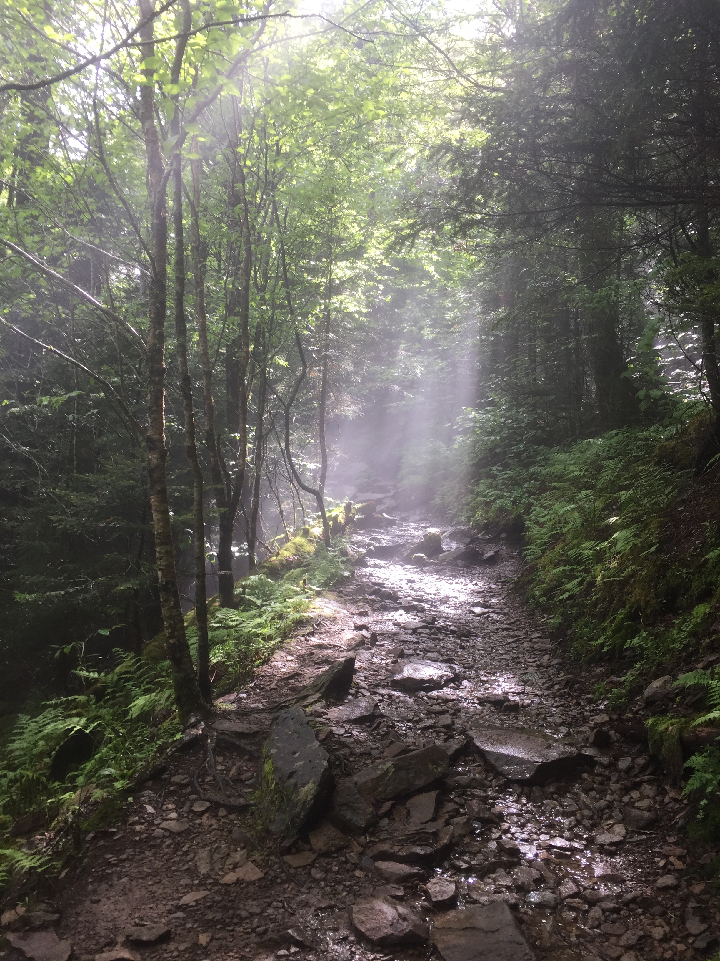 Where I live, high elevations mean boreal forest, fog, and sunshine breaking through!