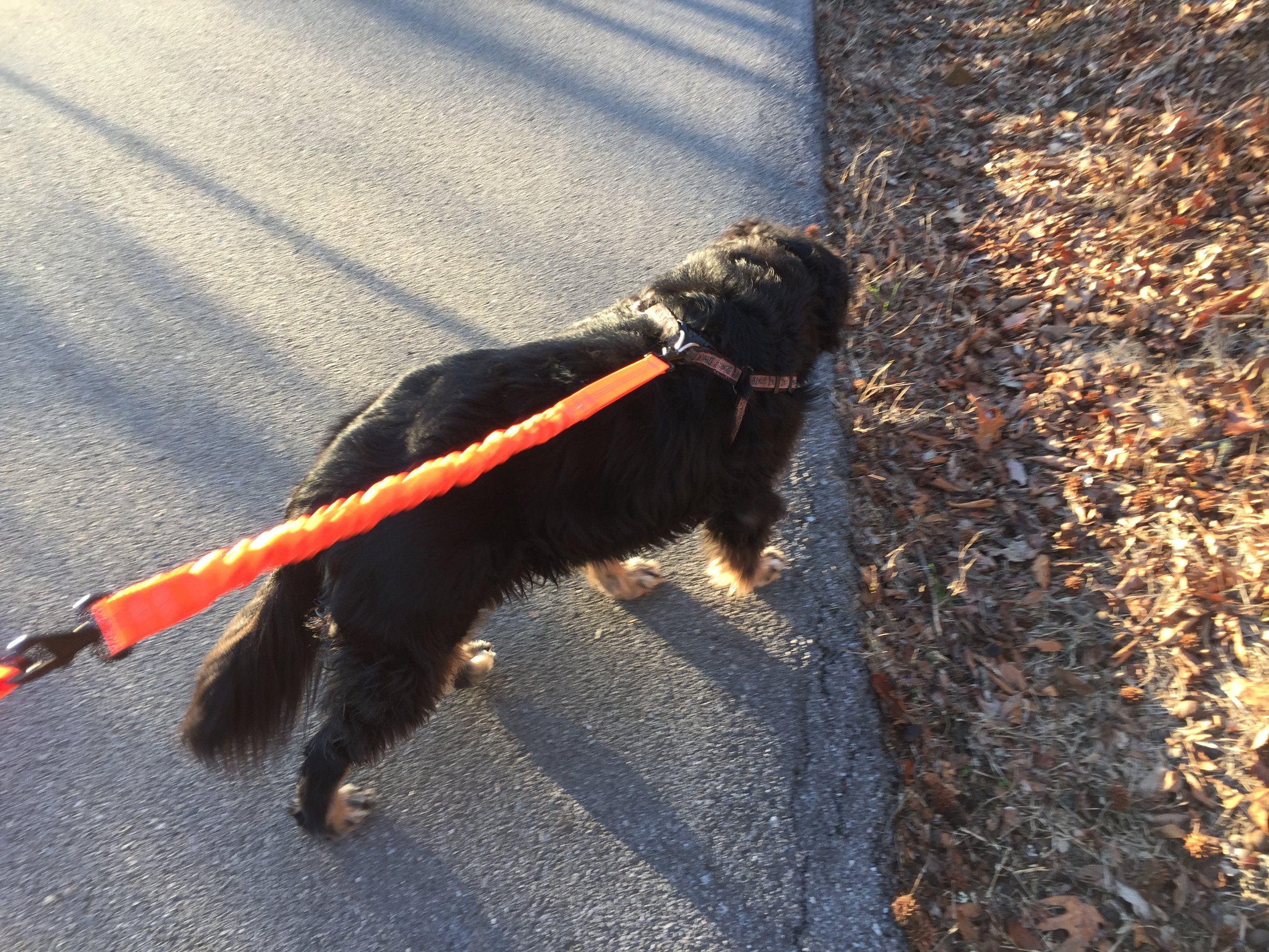 Gracie stretching the leash to about four feet in length. 